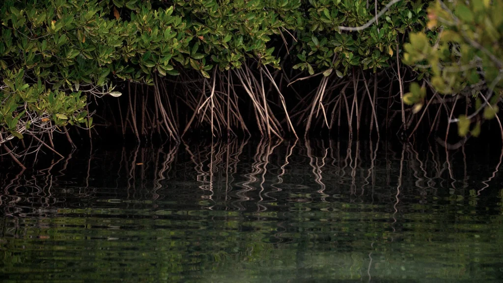 Mangroves Matter – Another Impactful Initiative in the North