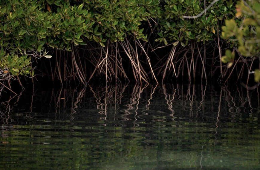 Mangroves Matter – Another Impactful Initiative in the North