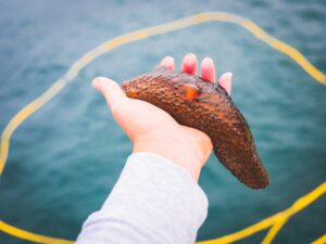 Global Sea Cucumber Symposium 2025 in Jaffna