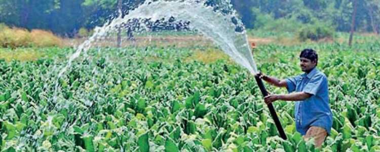 Foreign Investors and Agriculture in Sri Lanka