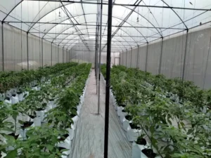 Small Investors For Polytunnel Agriculture in the Northern Province