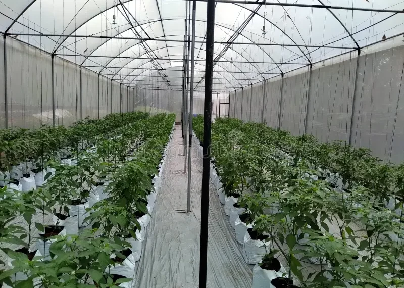Small Investors For Polytunnel Agriculture in the Northern Province