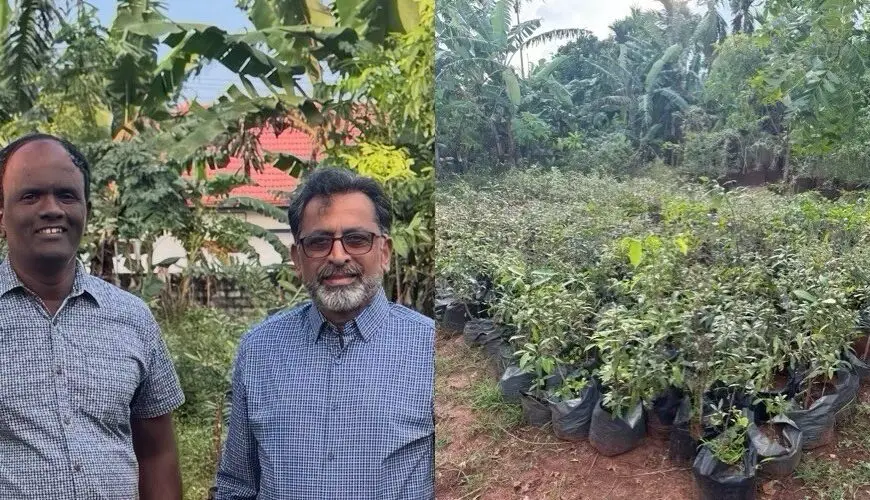 Re-Greening the Jaffna Peninsula – Climate Reality, Community Action and the Role of Green Layer
